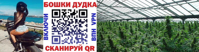 Конопля индика Муром